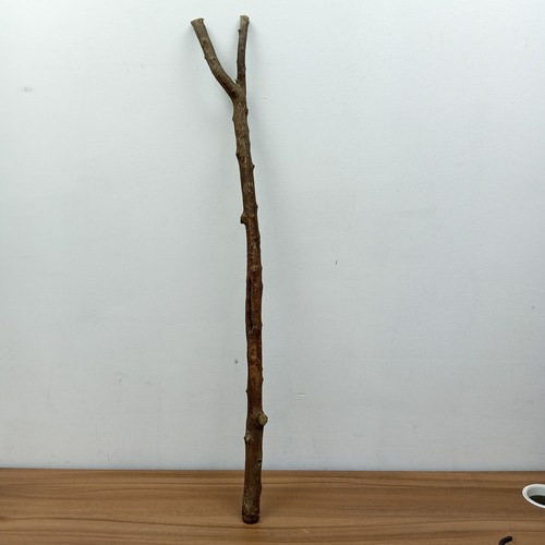 Blackthorn shank walking - walking, stick