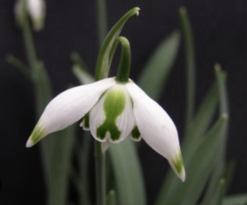 Galanthus franz josef - franz,