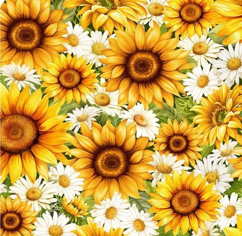 Daisies sunflowers - daisies,