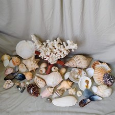Seashells Hawaiian 68 Pieces 1