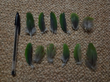 12 Green Naturally Moulted Parrot Feathers