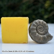Promicroceras Golden Pyrite Ammonite Fossil Lower Lias Jurassic Coast Charmouth