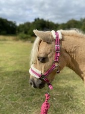 MINI SHETLAND HEADCOLLAR