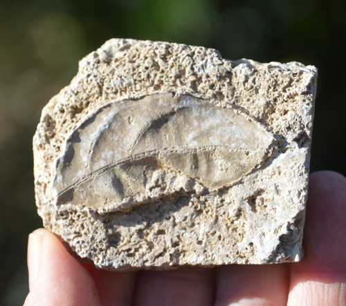 Amazing rare fossil - ,, &