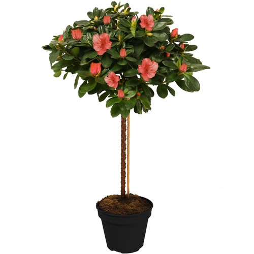 Azalea japonica tree trees - japonica,