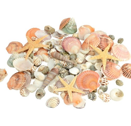 120 pcs sea shells - pcs,