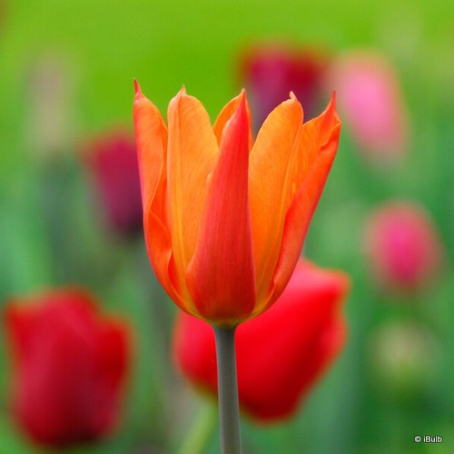 Tulip ballerina bulbs - 'ballerina', free
