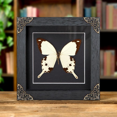 African swallowtail taxidermy - african,