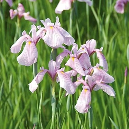 Stunning pack japanese iris - stunning,