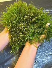 Flame moss aquarium plant - flame,