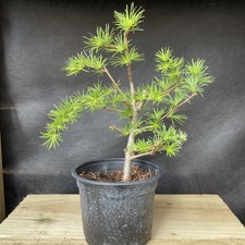 Bonsai Tree Shohin Mame
