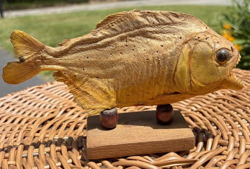 Vintage piranha fish taxidermy - vintage,