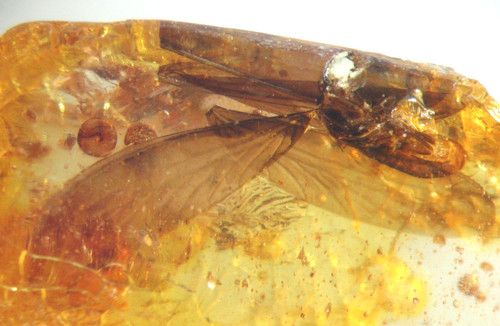 Pliocene amber kenya africa - pliocene,