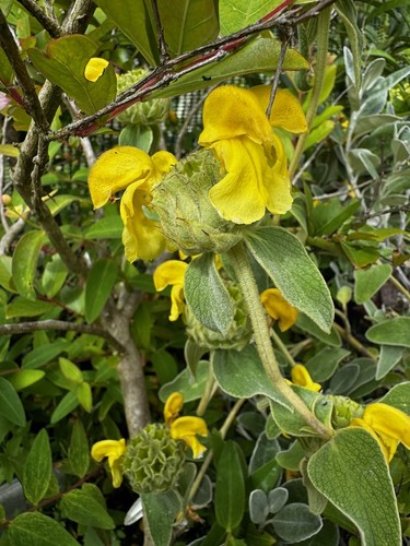 Phlomis russeliana turkish - russeliana,