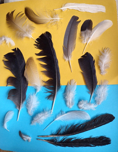 Natural feathers x23 free - feathers,