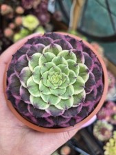 Aeonium Change Variegated