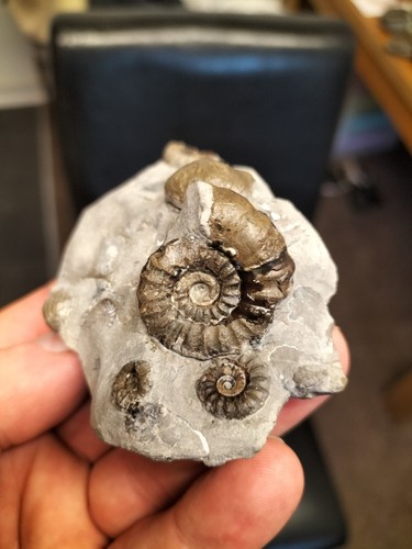 Androgynoceras maculatum - androgynoceras,