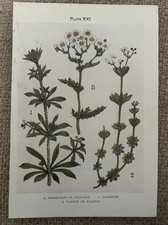 Antique Print Goosegrass