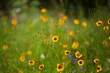 Fujifilm X Fit 135mm F2.8 Telephoto Lens Sharp! Smooth bokeh! Portraits 