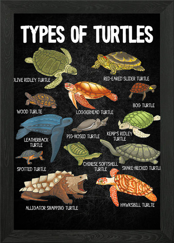 Types turtle framed wall - turtle,
