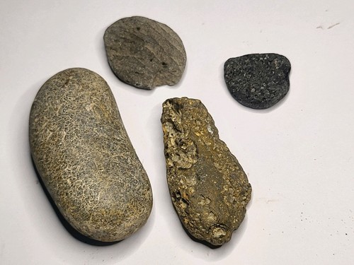 Isle wight fossil bone - fossil,