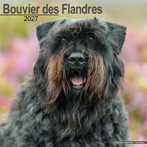 Bouvier des flandres - des,