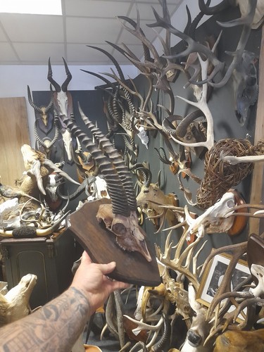 Antique taxidermy horns - antique, skull