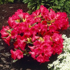 Rhododendron Scarlet Wonder Evergreen Garden Shrubs Outdoor Garden Plants 1L Pot