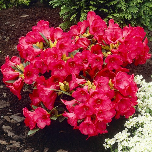 Rhododendron scarlet wonder - rhododendron,