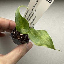Alocasia Dragon Breath Aurea