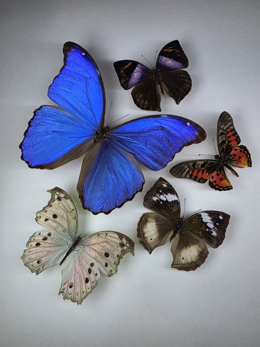 Real butterfly collection 5 - real,