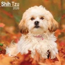 Shih Tzu Calendar 2026 - Dogs