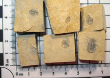 Cambrian Trilobite fossil