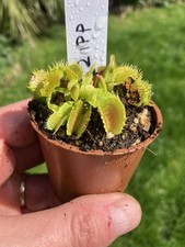 Venus Fly Trap, Dionaea