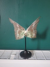 Taxidermy Budgie Wings