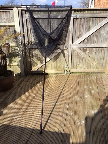 Rare fox carp catfish - 42”,