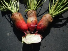 Red Mammoth Fodder Beet Seeds