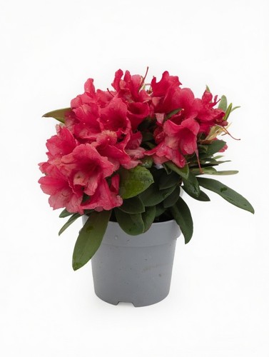 Red rhododendron pot - rhododendron, 2l