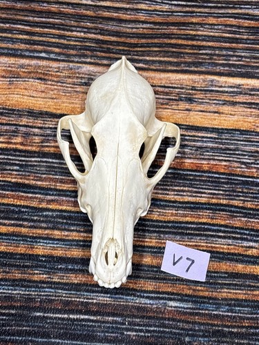 Coyote skull unique animal - unique,