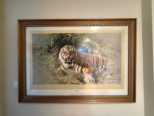 David shepard tiger - shepard,, fire