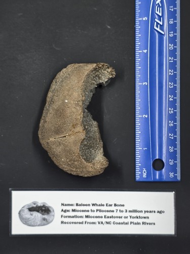 Whale ear bone fossil - whale,