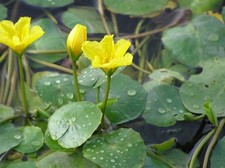 Nymphoides peltata (Water