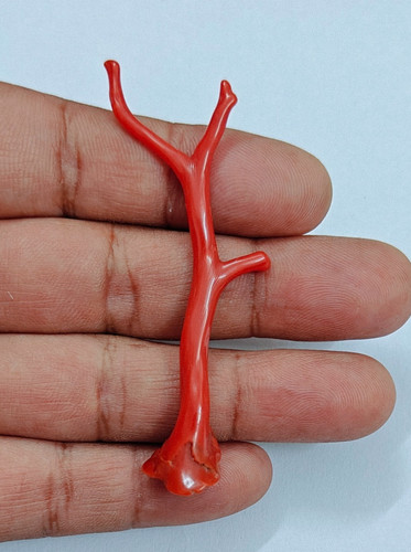 Coral polished branch italian - branch,