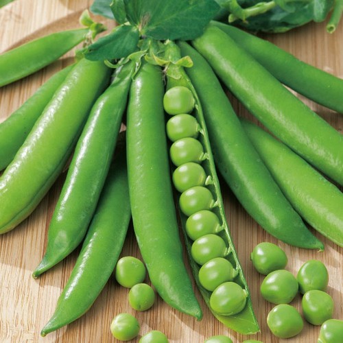 Pea onward plug plants - onward, plants|