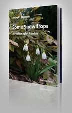 Anne C. Repnow: Some Snowdrops
