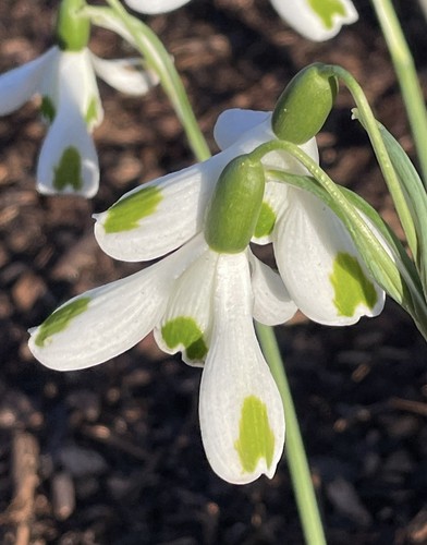 Galanthus trumps flowering - ×1,
