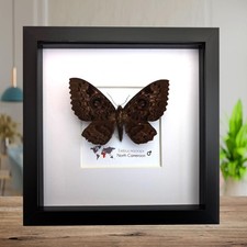 Framed owl-moth taxidermy