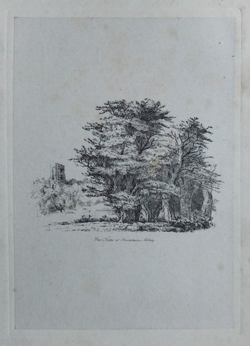 Yew trees fountains abbey - "yew,