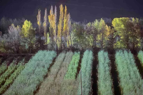 France autumn orchard trees - , 2