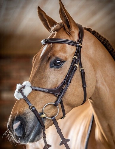 Lemieux kudos grackle bridle - kudos,